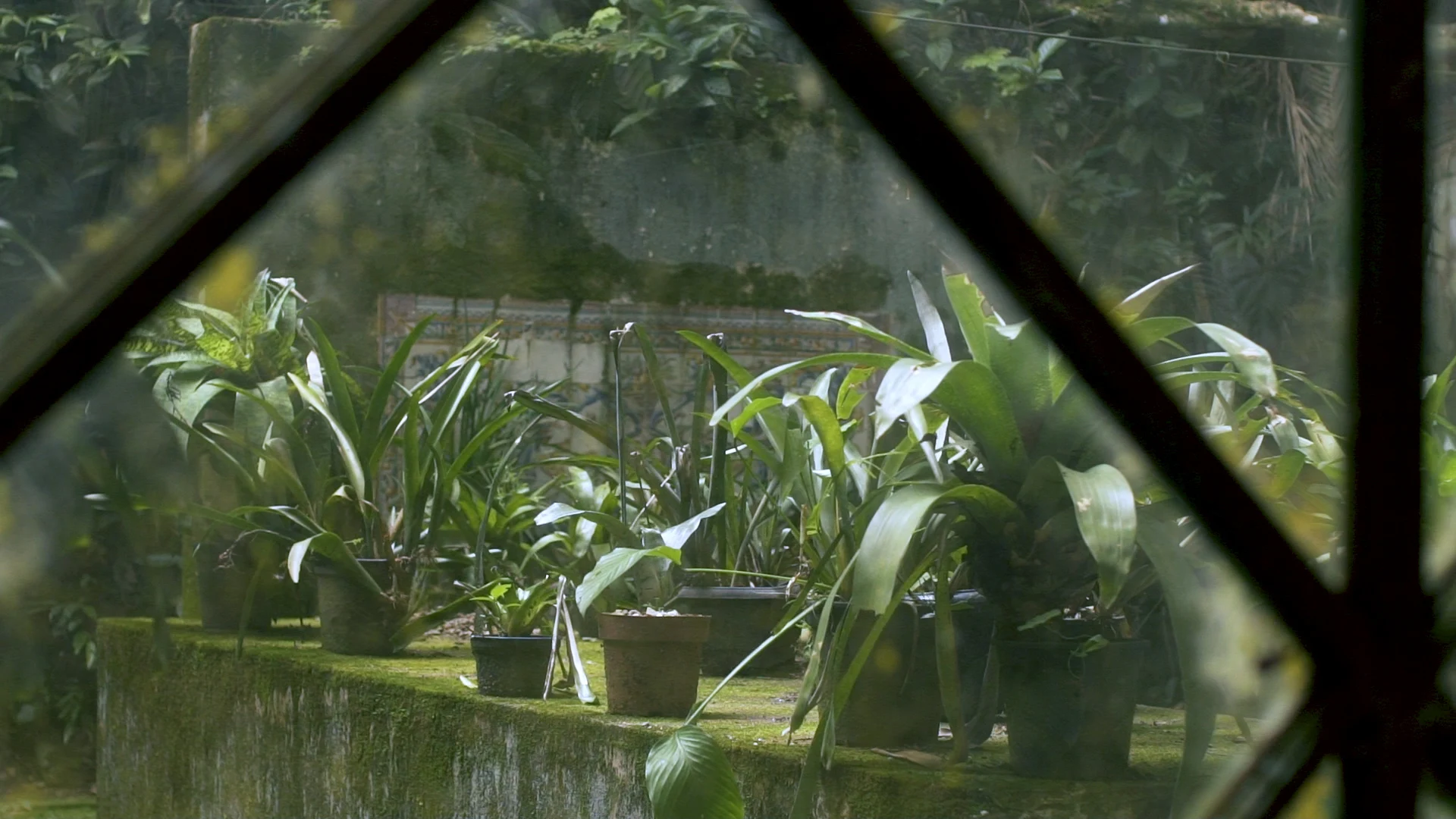 Reflexos da vegetação no cenário da campanha